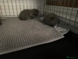 British Shorthair cats Chunky British short hair - Advert 5