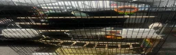 Budgerigars birds for sale: Two beautiful male budgies for sale  - Advert 4