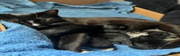 Mixed Breed cats for sale: Black and white kittens for sale - Advert 1