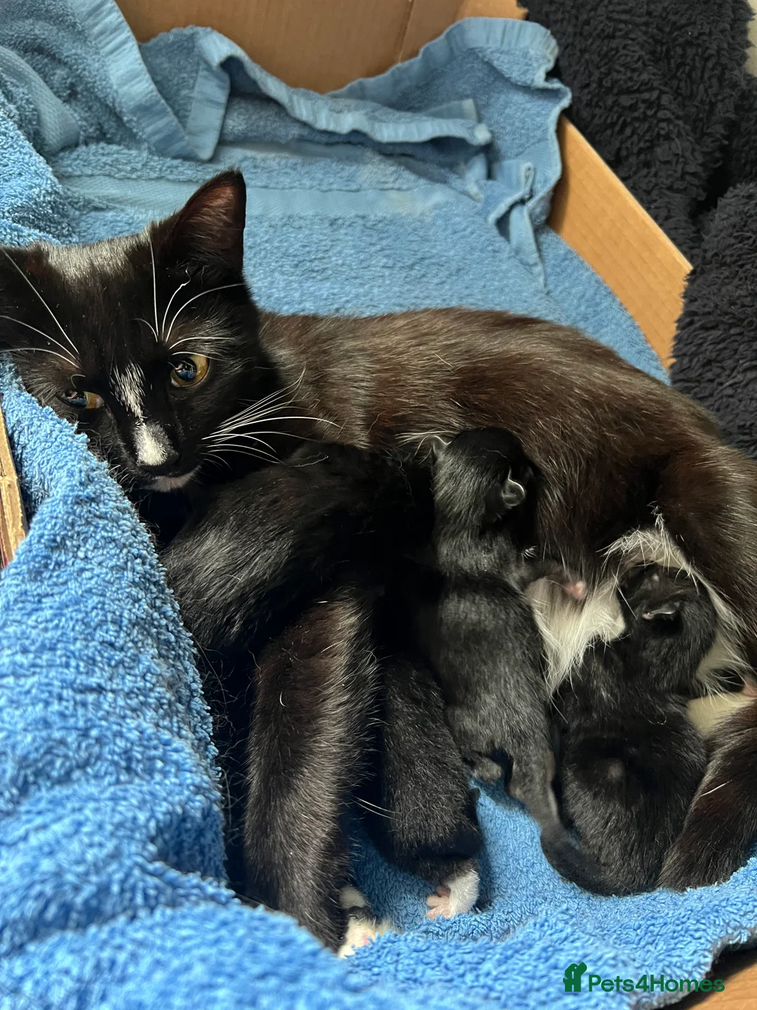 Mixed Breed cats for sale: Black and white kittens for sale - Advert 1