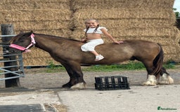 Irish Cob horses for sale: Very soft boy  - Image 6
