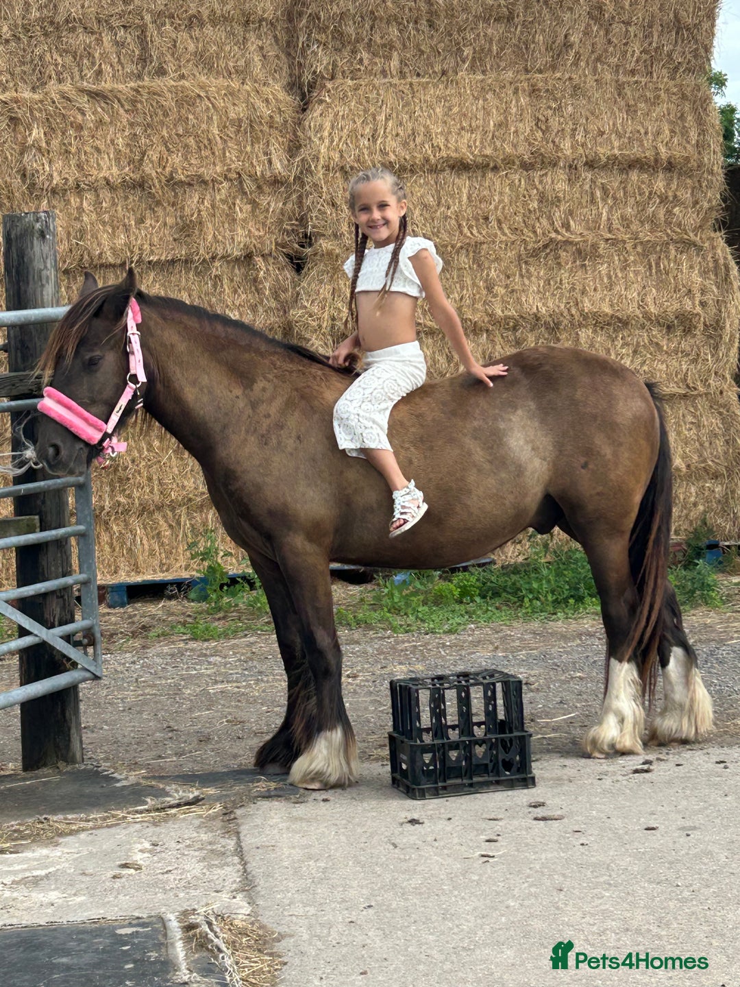 Irish Cob horses for sale: Very soft boy  - Image 6
