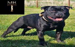 Staffordshire Bull Terrier dogs for stud: Mr T Champion sired Stud Blue gene 🧬 - Image 9