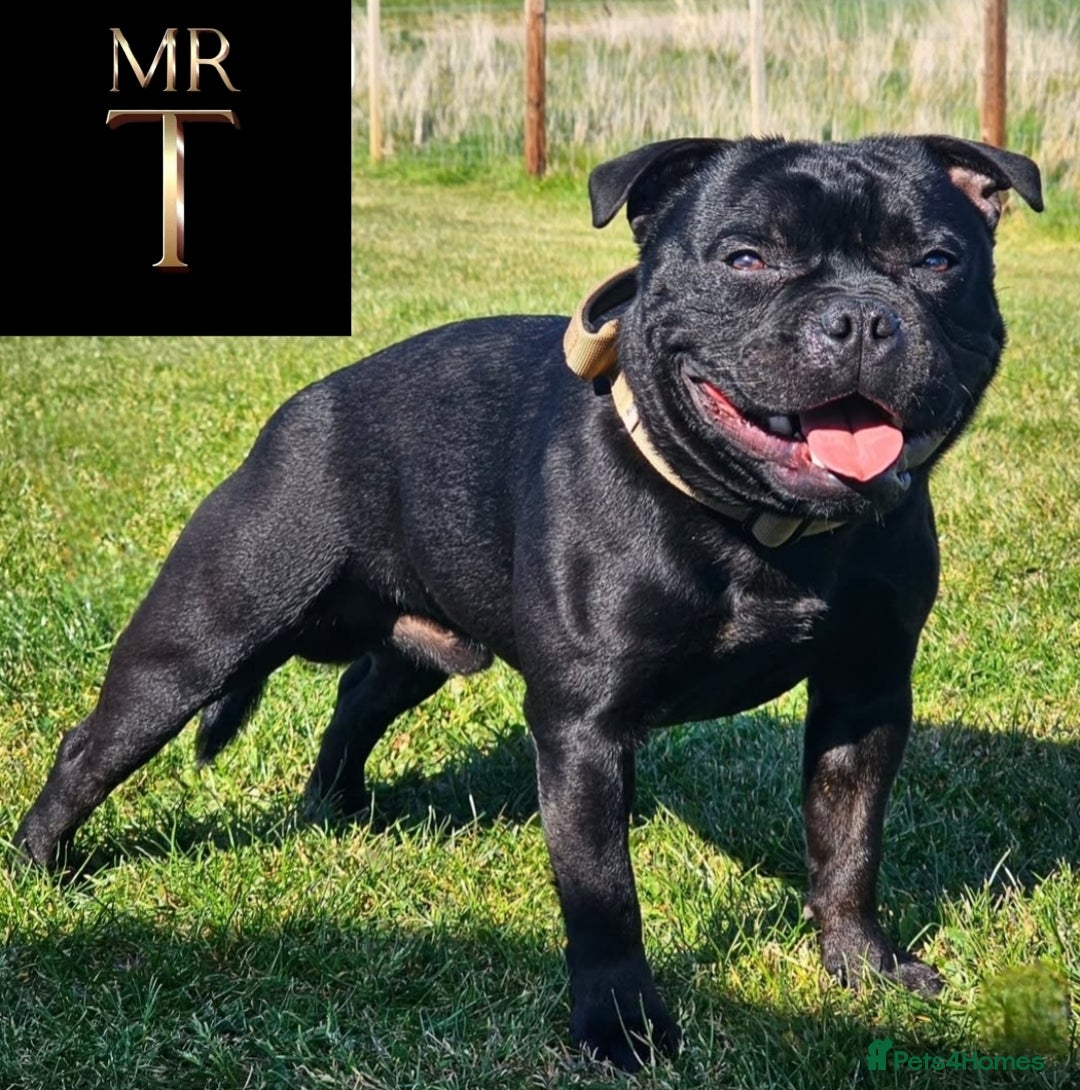Staffordshire Bull Terrier dogs for stud: Mr T Champion sired Stud Blue gene 🧬 - Image 9