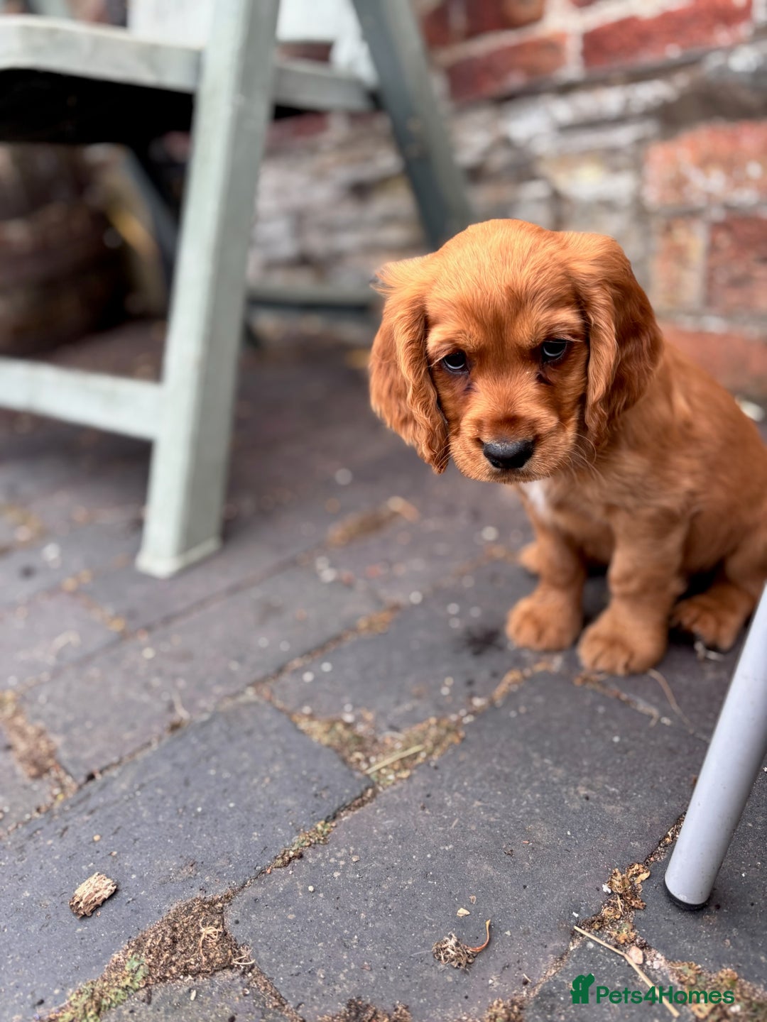 Cocker Spaniel dogs for sale: Working Coker spaniels  in Worcester - Image 12