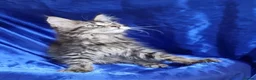 Maine Coon cats for sale: GCCF registered pedigree Maine Coon Kittens  - Advert 10