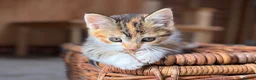 Domestic Shorthair cats for sale: 4 kittens for sale to loving home  - Advert 3