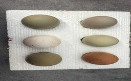 Chickens poultry for sale: Fertile hatching eggs available. One day old chick - Image 11