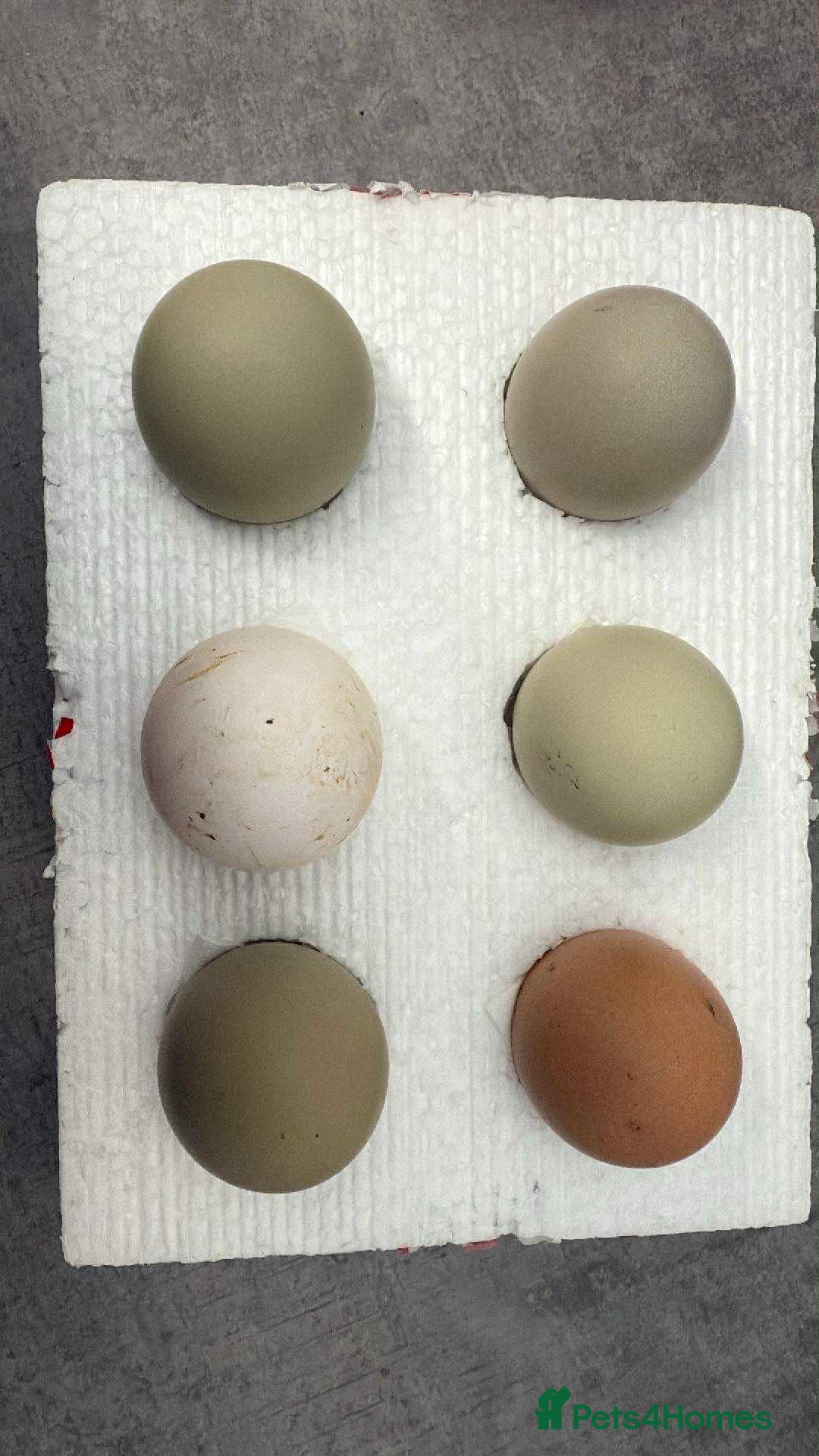 Chickens poultry for sale: Fertile hatching eggs available. One day old chick - Image 11