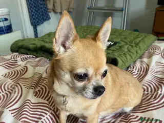 Pomchi dogs PomChi Female - Advert 2