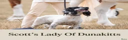 Cocker Spaniel dogs for sale: KC registered cocker spaniel puppies for sale - Advert 12