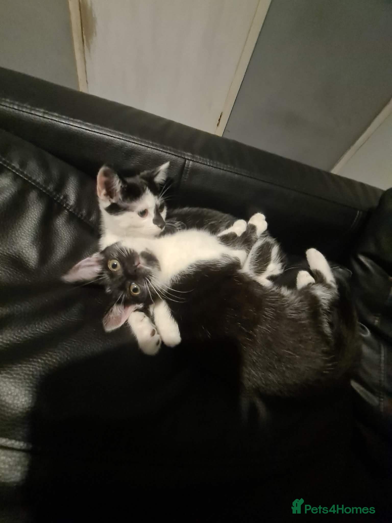 Mixed Breed cats Two female kittens available  - Advert 1
