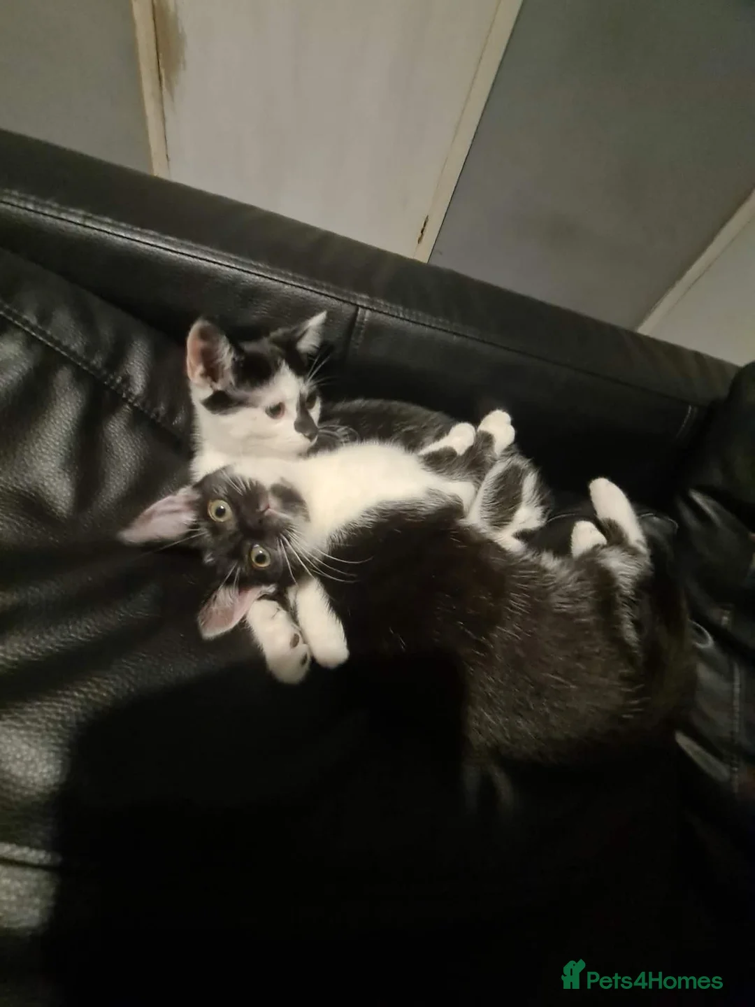 Mixed Breed cats for sale: Two female kittens available  - Advert 1