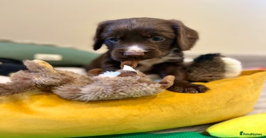 Sprocker dogs - Advert 12