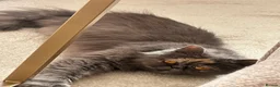 Persian cats for sale: Purebred Persian Kittens for Sale  - Advert 3