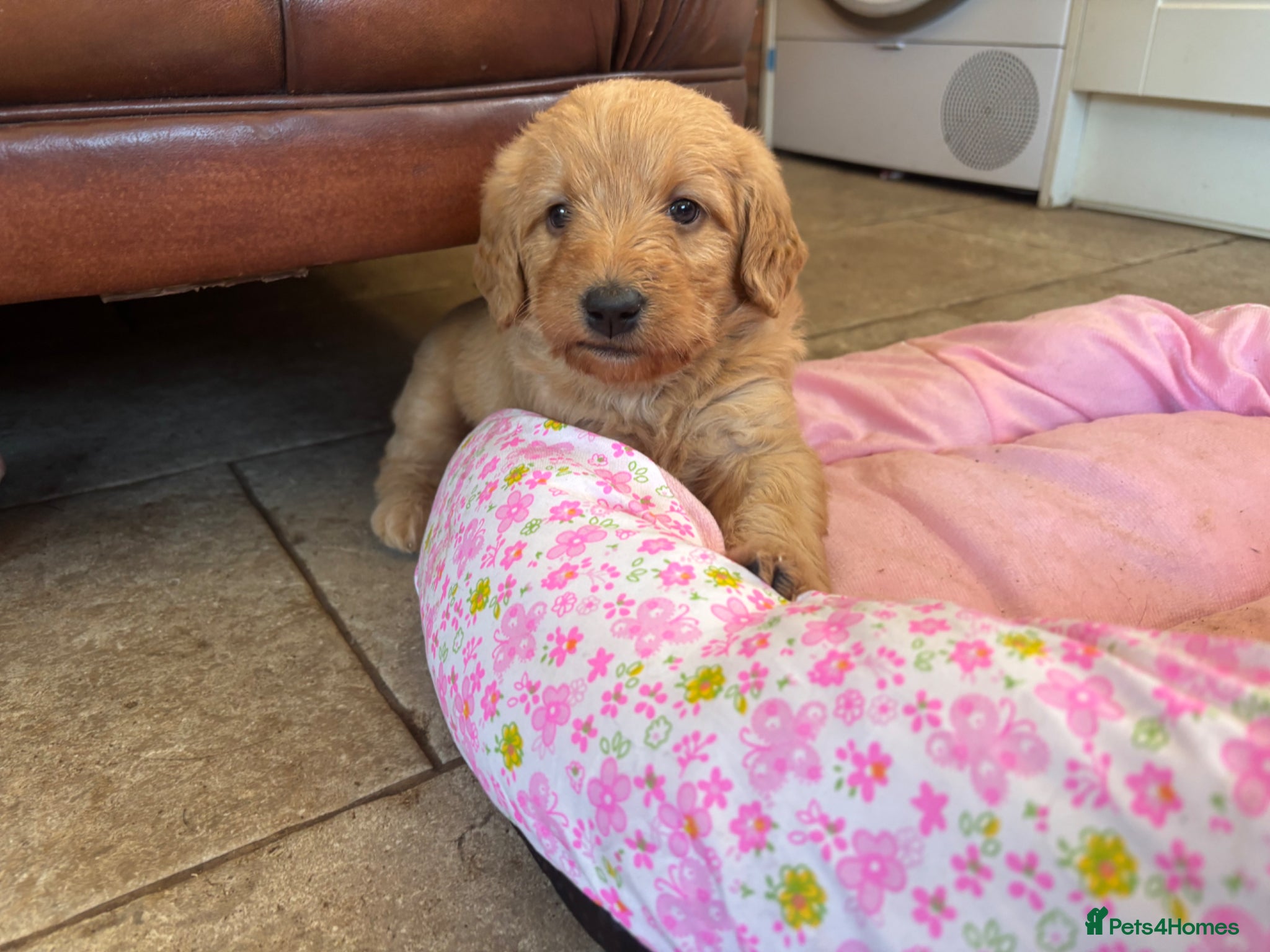 Labradoodle dogs F1 Labradoodle Puppies  - Advert 13