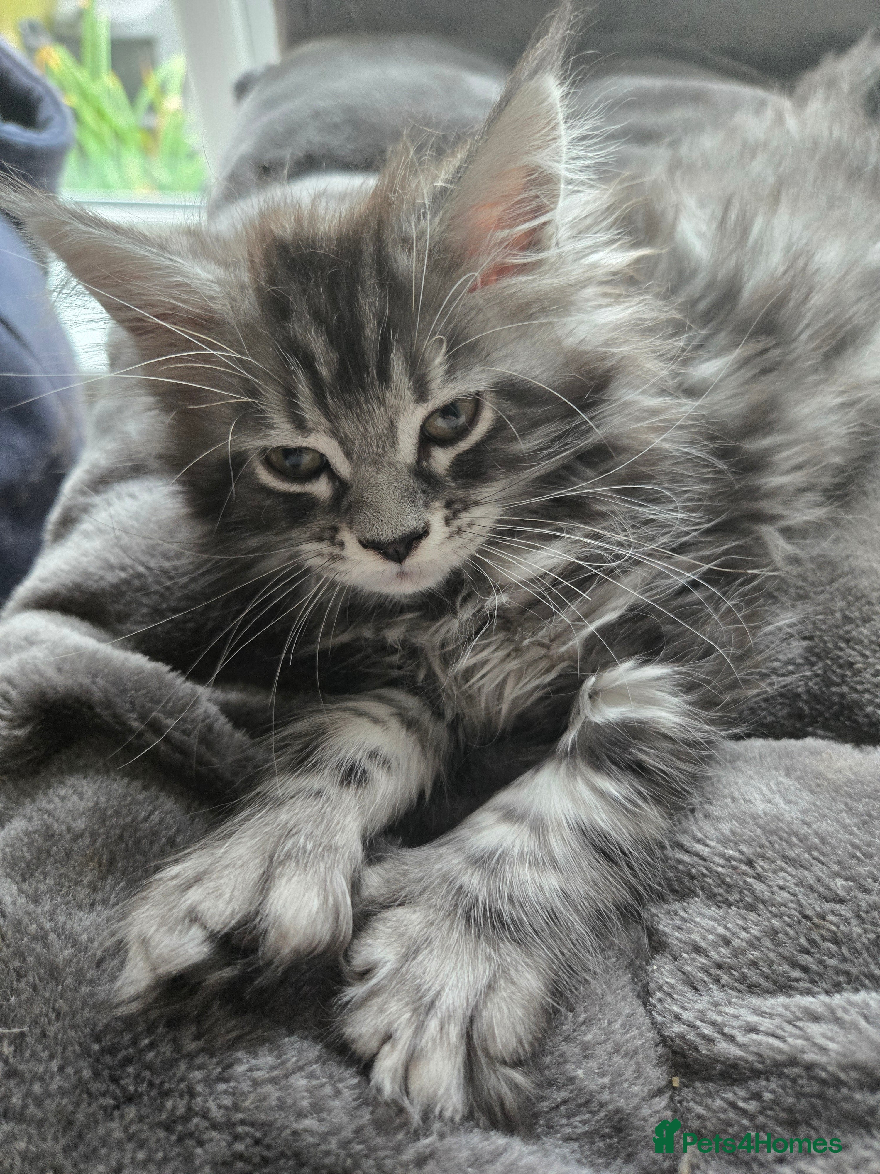 Maine Coon cats ✨✨ POLLY 1 left MC  TiCA REG Poss active - Advert 17