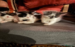 Mixed Breed cats for sale: Adorable Fluffy Kittens Looking for a Loving Home - Image 1
