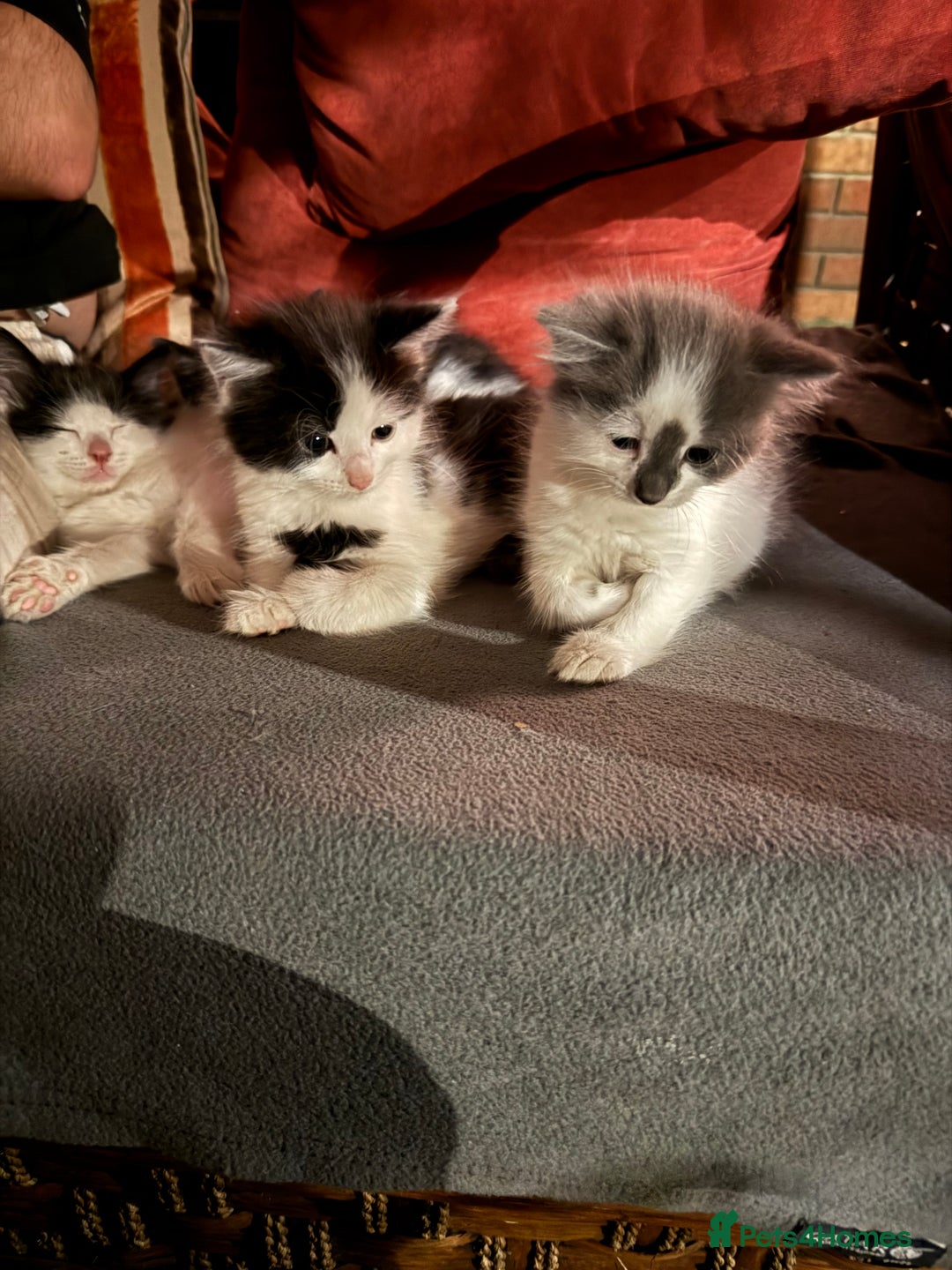 Mixed Breed cats for sale: Adorable Fluffy Kittens Looking for a Loving Home - Image 1