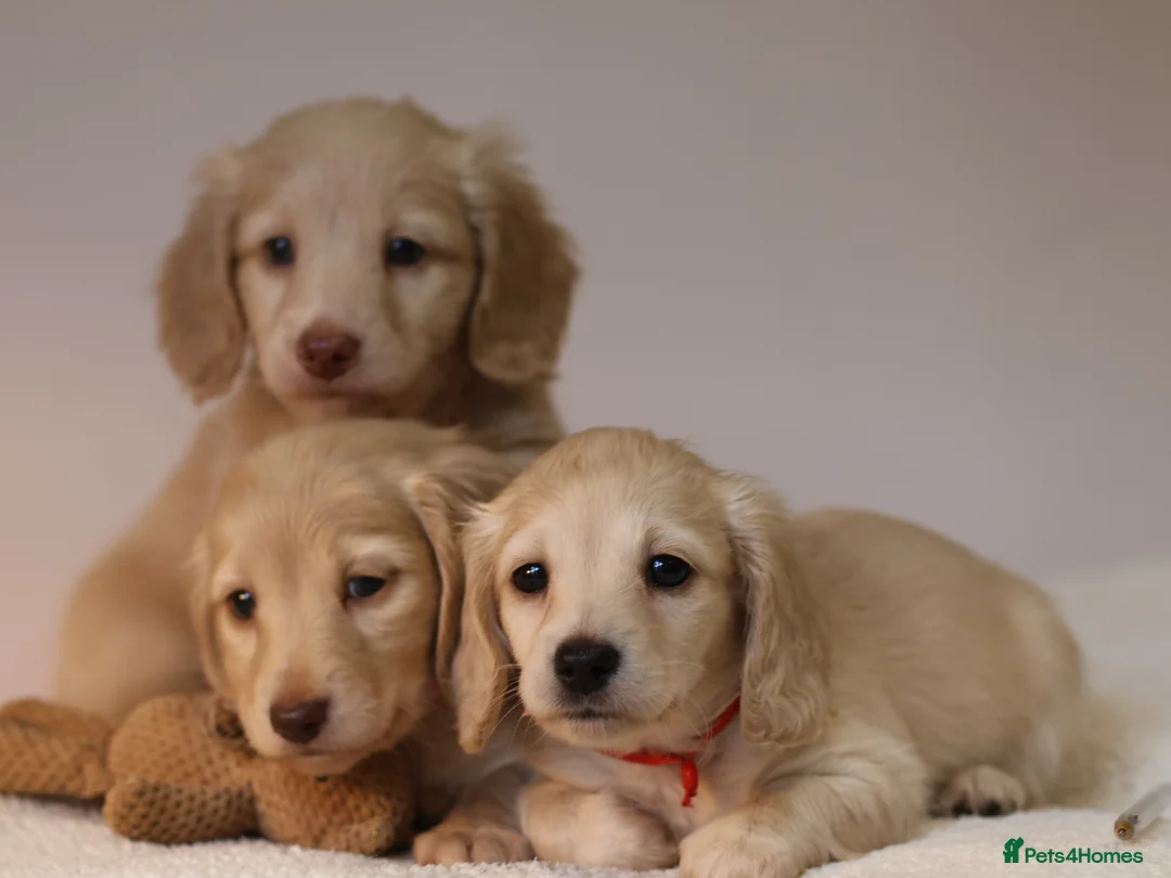 Miniature Dachshund dogs for sale: 5*Licensed+CREAMLONGHAIR+KCreg+PRACLEAR+Vetchecked - Advert 13