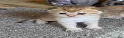British Shorthair cats for sale: British Shorthair Golden Chinchilla Kittens - Advert 11