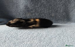 Guinea Pig rodents for sale: Baby Guinea Pigs Taking Reservations.   - Image 3