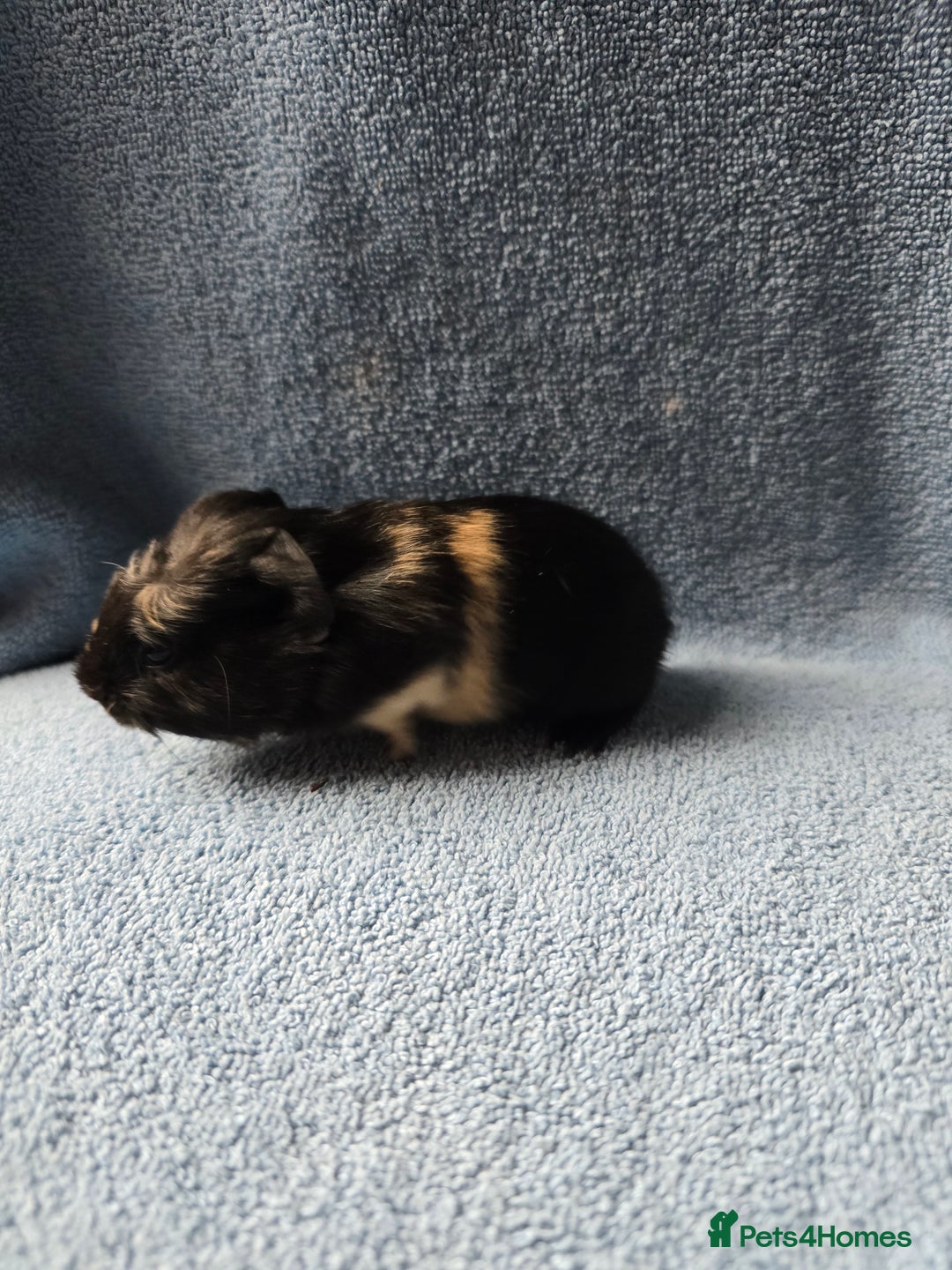 Guinea Pig rodents for sale: Baby Guinea Pigs Taking Reservations.   - Image 3