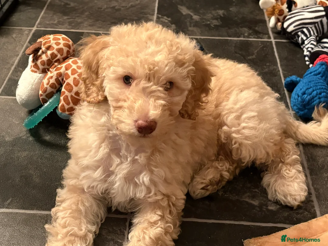Cockapoo dogs for sale: Gorgeous Blue Eyed Cockapoo Puppy - Advert 3
