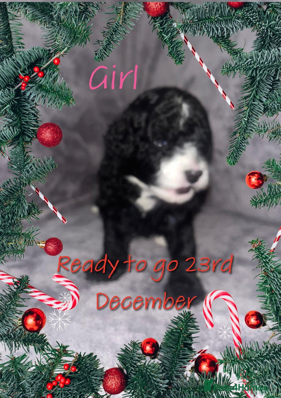 Cavapoochon dogs for sale: 🌟 Ready to leave 23rd Dec F1b cavapoochon puppies - Advert 31