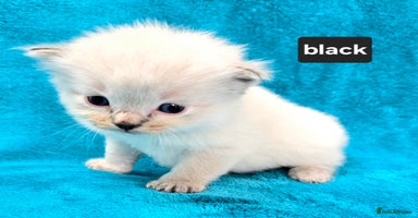 Ragdoll cats - Advert 6