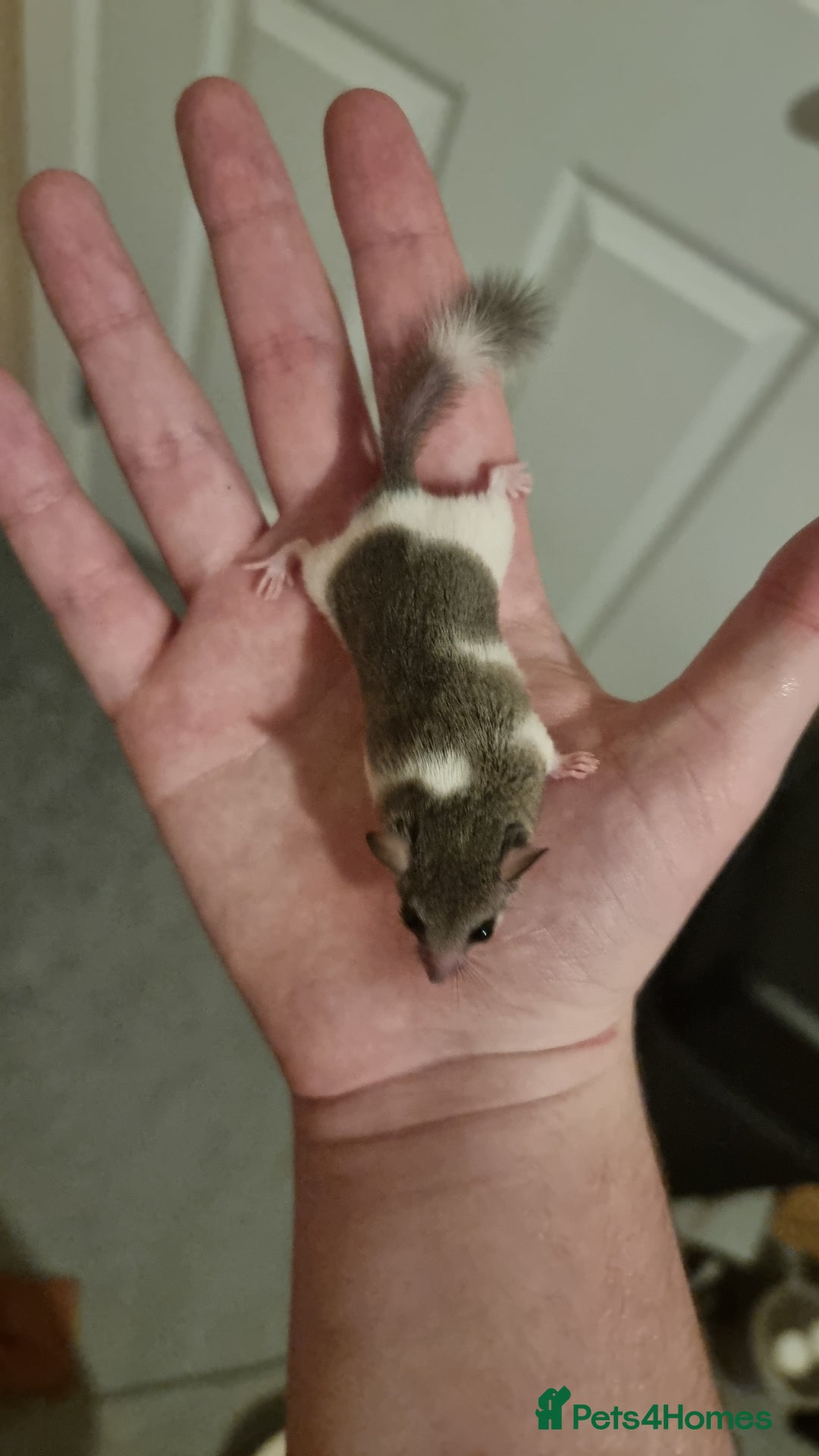 Mouse rodents for sale: Pied African Pygmy Dormice  - Advert 8