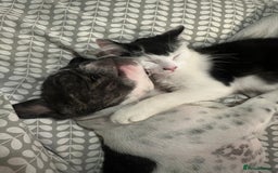Mixed Breed cats for sale: 2 cats - Image 8