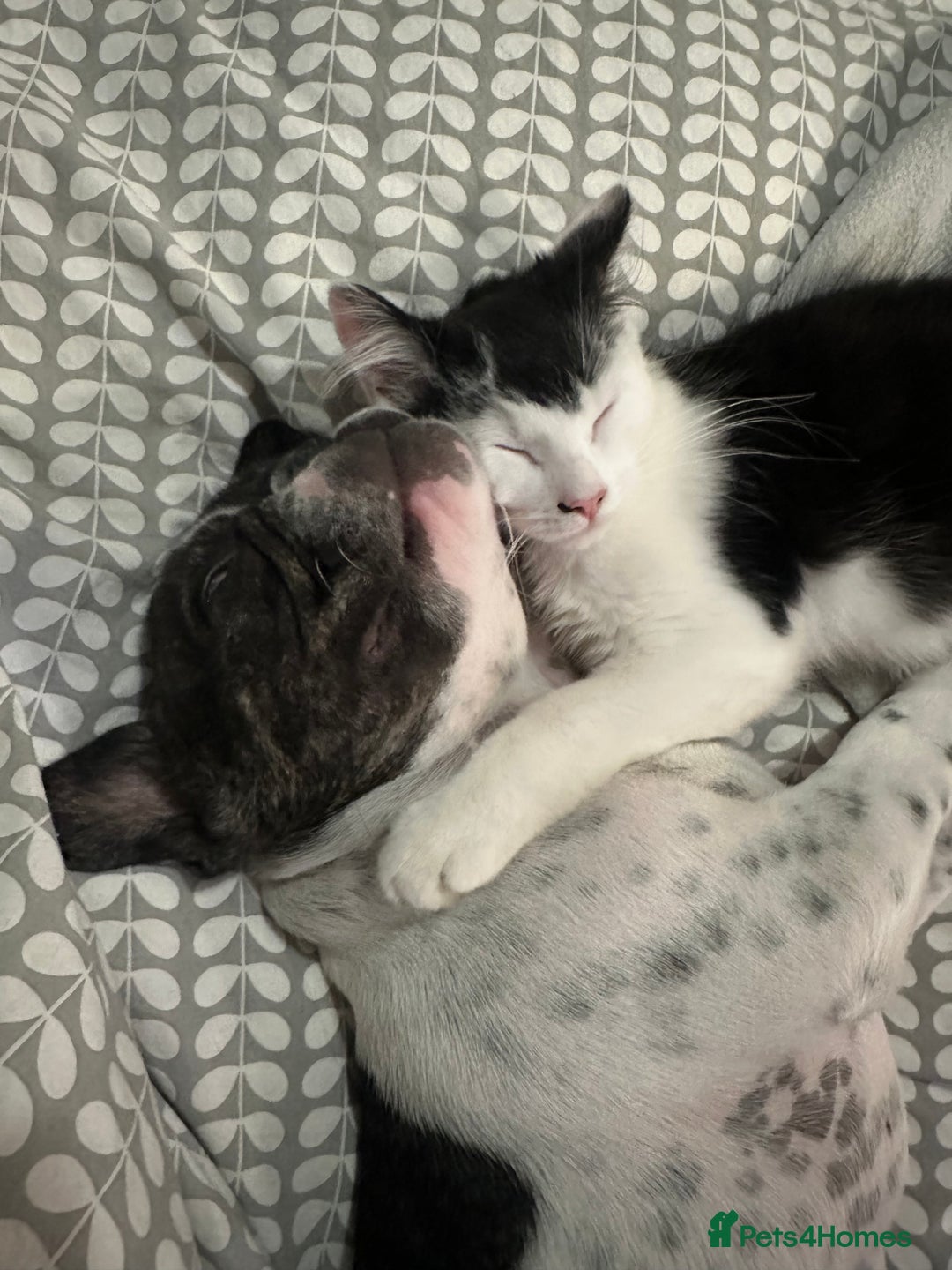 Mixed Breed cats for sale: 2 cats - Image 8