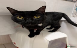Mixed Breed cats for sale: Male cat for adoption  - Image 1