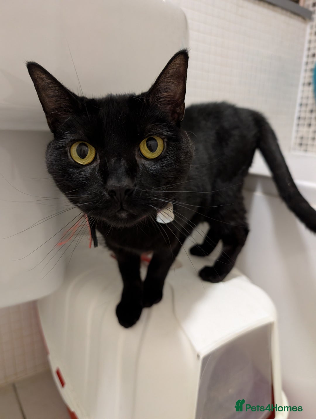 Mixed Breed cats for sale: Male cat for adoption  - Image 1