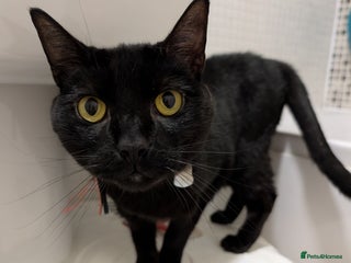 Mixed Breed cats Male cat for adoption - Advert 9