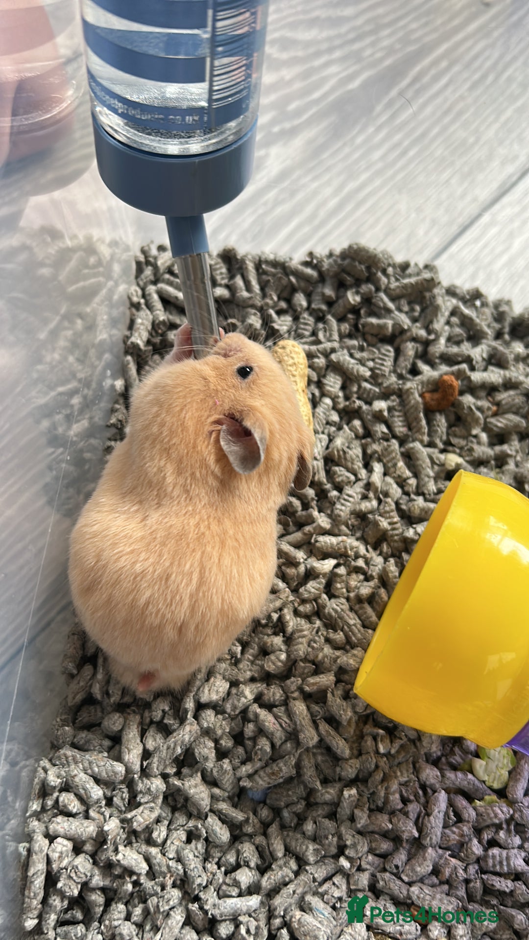 Hamster rodents for sale: Mixed males & female baby Syrian hamsters  - Advert 17