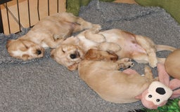 Cocker Spaniel dogs for sale: KC registered Cocker Spaniel puppies - Image 11