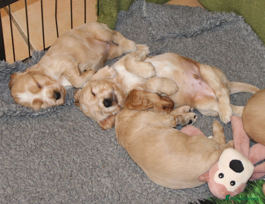 Cocker Spaniel dogs for sale: KC registered Cocker Spaniel puppies - Image 11