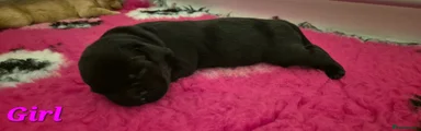 Labrador Retriever Puppy 5
