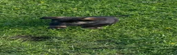 German Shepherd dogs for sale: German shepherd puppies  - Advert 8