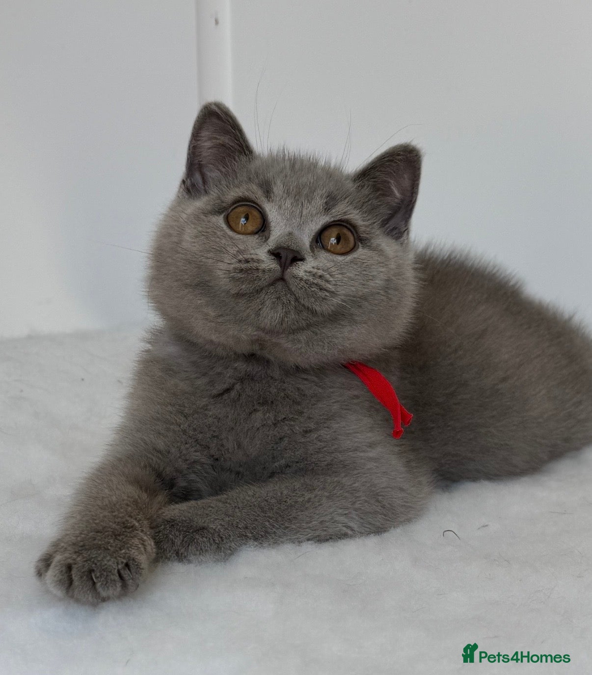 British Shorthair cats ✨ GCCF BEAUTIFUL KITTENS ✨ - Advert 2