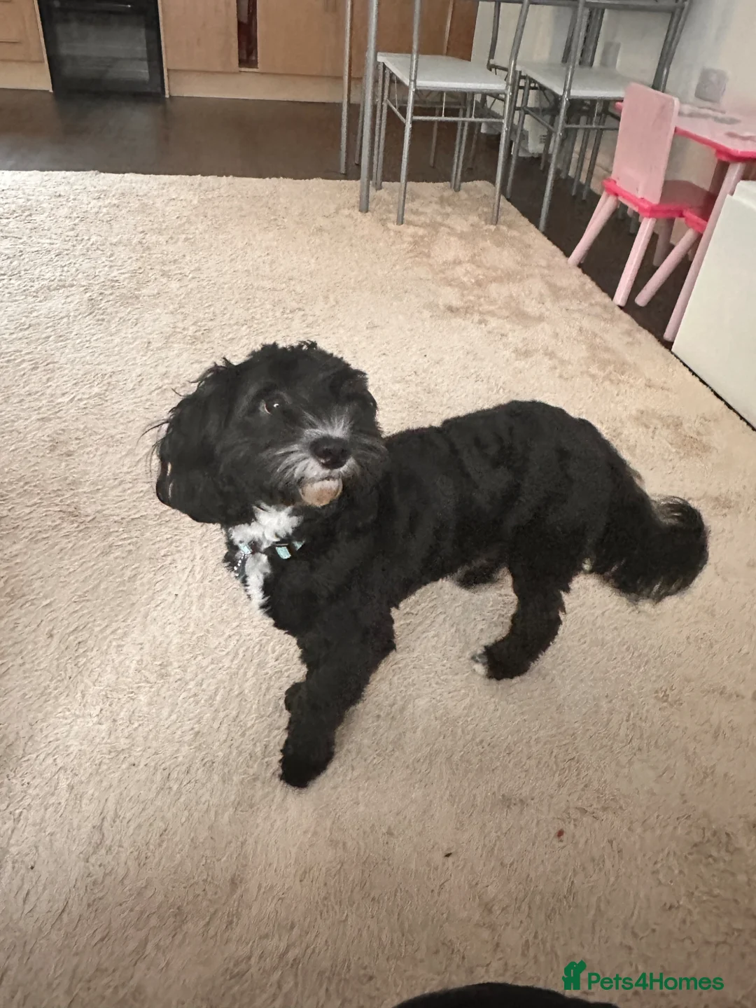 Maltipoo dogs for sale: Maltipoo male in Maidstone - Advert 4