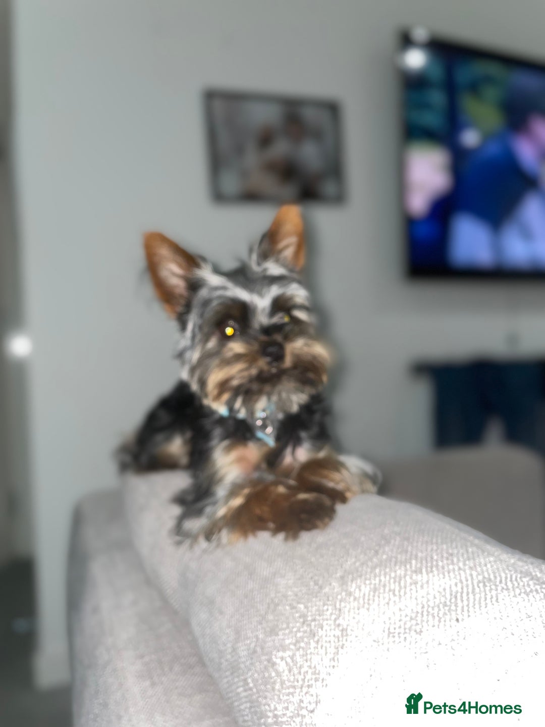 Yorkshire Terrier dogs for sale: Mini yorkie - Advert 2