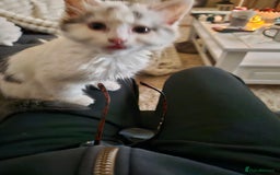 Ragdoll cats for sale: Mixed tabby ragdoll - Image 2
