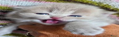Lilac tabby
