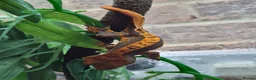 Gecko reptiles for sale: Crested & leopard gecko babies - Advert 8