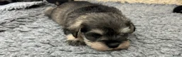 Miniature Schnauzer dogs for sale: Mini Schnauzer  - Advert 6