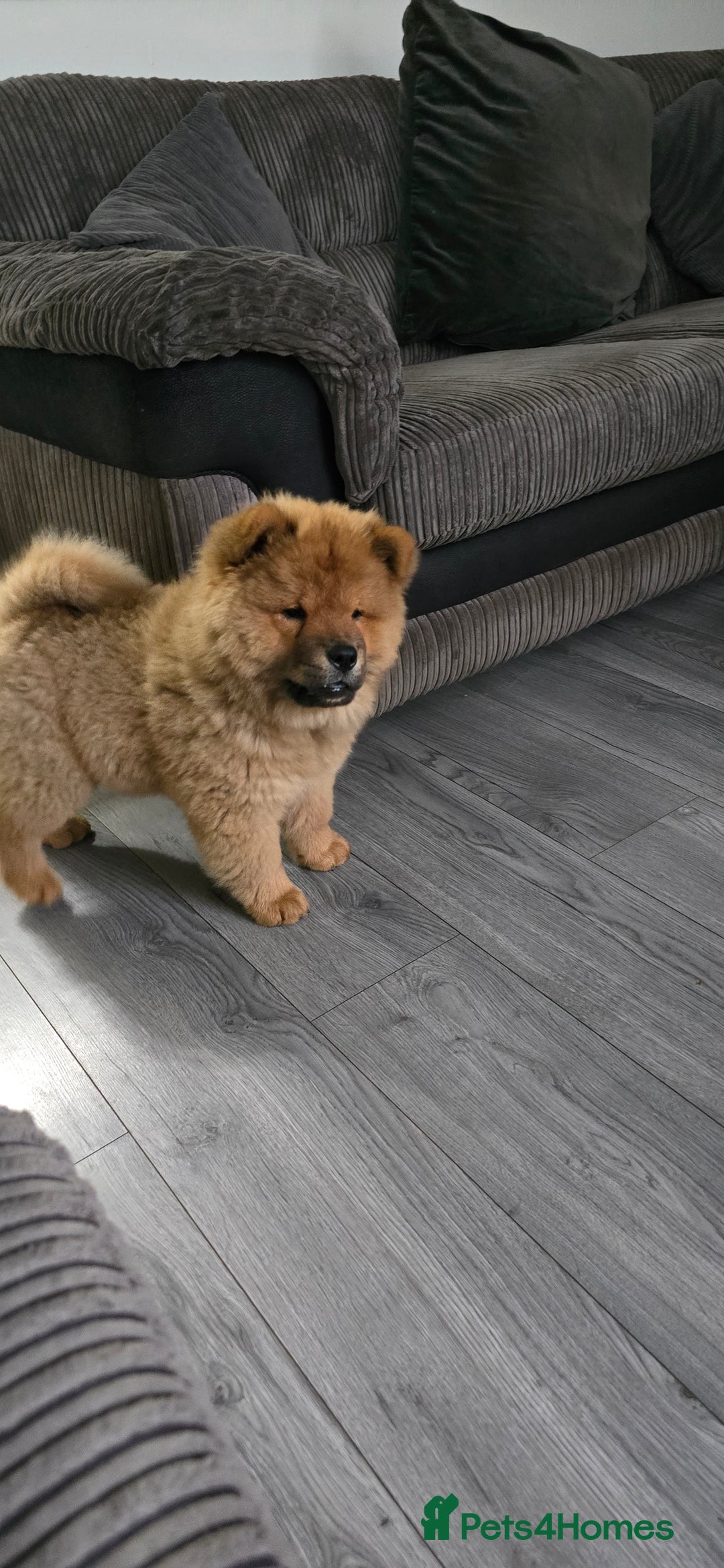 Chow Chow dogs for sale: QUALITY KC CHOWCHOW PUPPIES  in Wolverhampton - Image 11