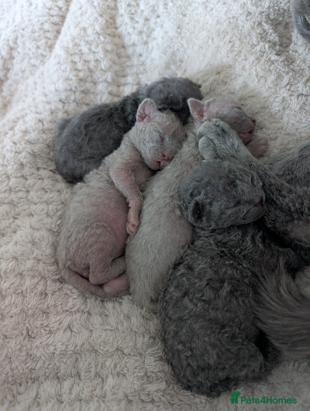 Devon Rex cats for sale: Blue & Lilac Devon Rex Kittens Taking Reservations - Image 14